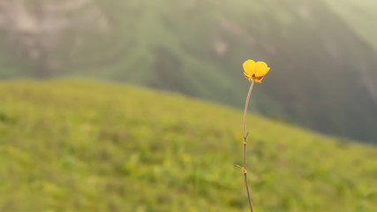 Yellow wild flower in the sun beams, minimalism picture