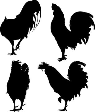 silhouettes of four chickens on white