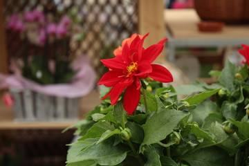 Flor roja