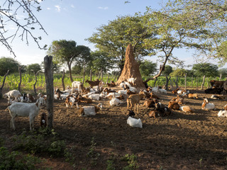 Domestic goats in the fence, North Namibia