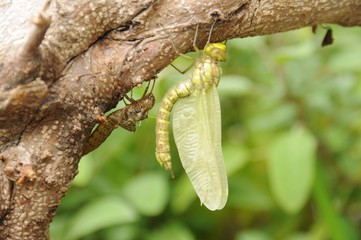 Geburt einer Libelle