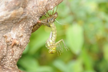 Geburt einer Libelle