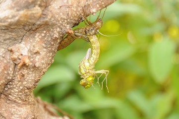 Geburt einer Libelle