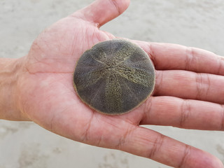 Sand dollar on hand