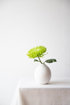 Chrysanthemum or golden daisy in a fresh shade of green in a white round ceramic vase in a minimal setting.