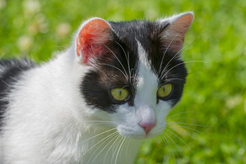 cute black and white cat in grass in the garden