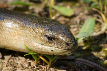 Fototapeta premium Anguis fragilis (Legless Lizard) in Natural Habitat