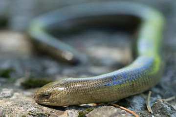 Anguis fragilis (Slow Worm). Macro photo. Male