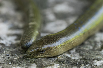 Anguis fragilis (Slow Worm) in Natural Habitat