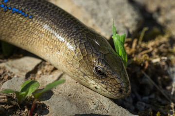 Slow Worm (Anguis fragilis). Macro photo. Male