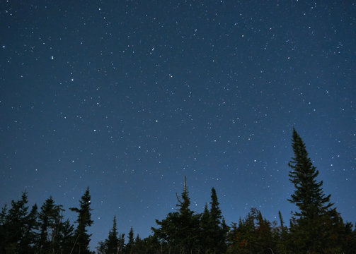  Blue Starry Sky Over The Fir-trees