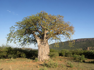 Fototapeta na wymiar Great Baobab, North Namibia
