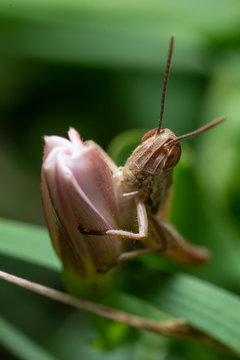 Grillo aggrappato a un bocciolo di fiore di campo