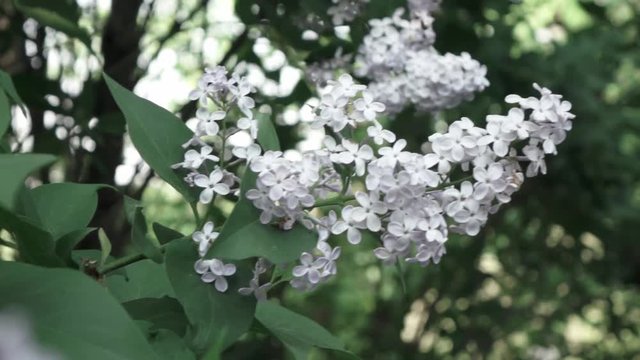 Close-up flowering branch of a lilac flower on a bush. Slow panoramic video. Soft focus and beautiful bokeh, Full HD video, 240fps, 1080p.