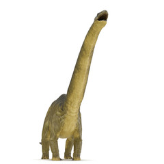 Apatosaurus Dinosaur on white. Front view. 3D illustration