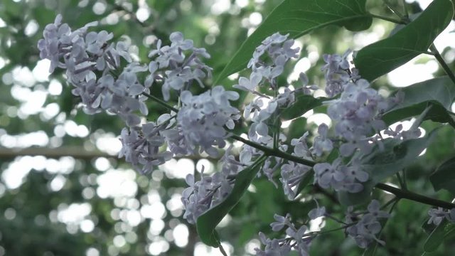 Close-up flowering branch of a lilac flower on a bush. Branches move in the wind against the background of the shining sun. Full HD video, 240fps, 1080p.