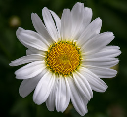 Fototapeta premium Wild Daisy