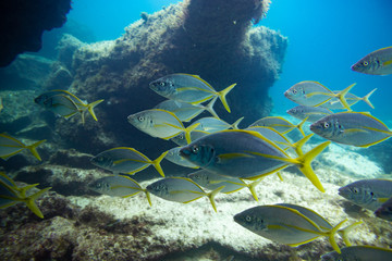 group of fishes swimming