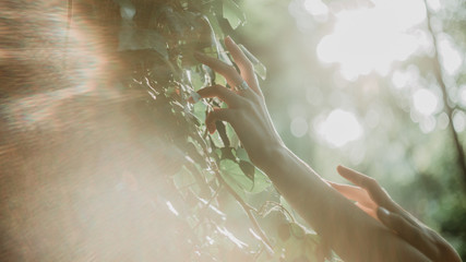 Discover the secret garden. Close up image of female hands touching the green leaves of ivy in the forest.