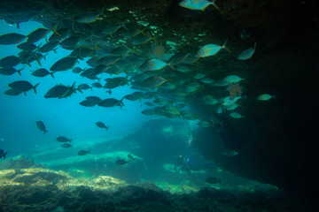 Fototapeta premium grupa ryb pływających