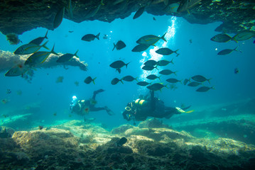 Fototapeta na wymiar divers in immersion near the reef, fuerteventura canary islands