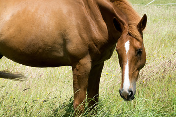 Naklejka na ściany i meble Horse outside grazing in a sunny field of grass