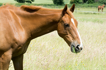 Horse outside grazing in a sunny field of grass