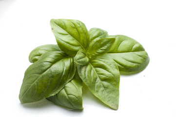 Detail of a fresh italian basil isolated