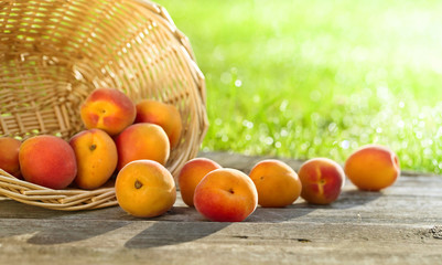 Naklejka na ściany i meble Basket with fresh juicy apricots on a green grass .