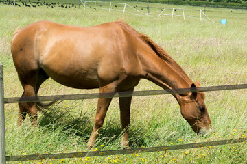 Horse outside grazing in a sunny field of grass