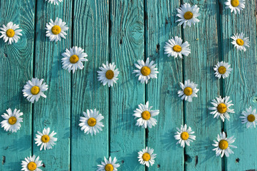 white daisies Matricaria on a vintage antique turquoise-colored boards, wallpaper, background for text