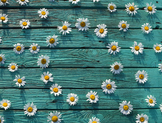 white daisies Matricaria on a vintage antique turquoise-colored boards, wallpaper, background for text
