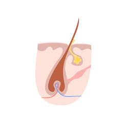Anatomy structure of hair illustration