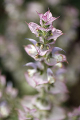 Fototapeta premium beautiful lilac flower o