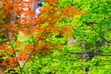 タイトル : 三徳山（三仏寺）投入堂（鳥取県東伯郡三朝町）