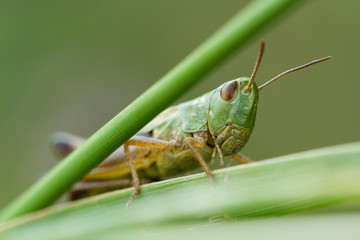 Grashüpfer zwischen Halmen