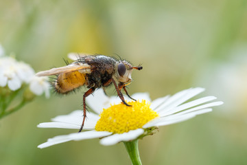 Fliege auf Margarite / Blume