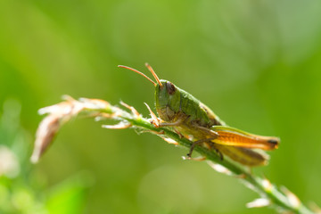 Grashüpfer im Gegenlicht