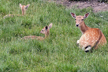 Cute spotted fallow