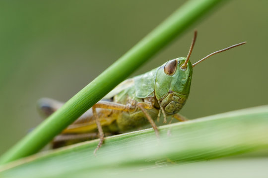 Grash&uuml;pfer zwischen Halmen