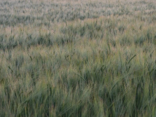 rye meadow barley field in the morning