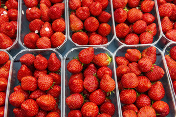 Red Juicy Strawberries in Tray