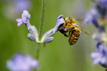 honey bee sitting on flower