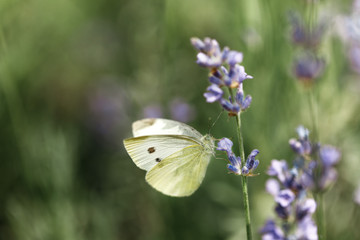 butterfly on flower of lavender