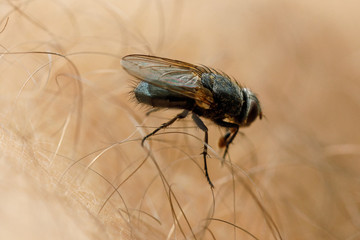 fly sits on human skin.
