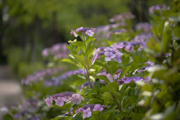紫陽花