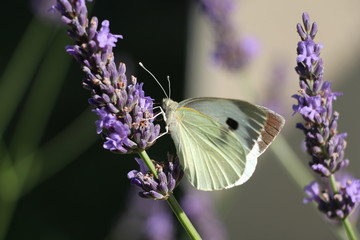 Papillon blanc sur brin de lavande macro