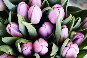 Fototapeta premium violet tulip flowers texture