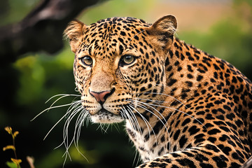 Javaanse luipaard close-up