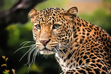 Printed roller blinds Leopard Javan leopard close up